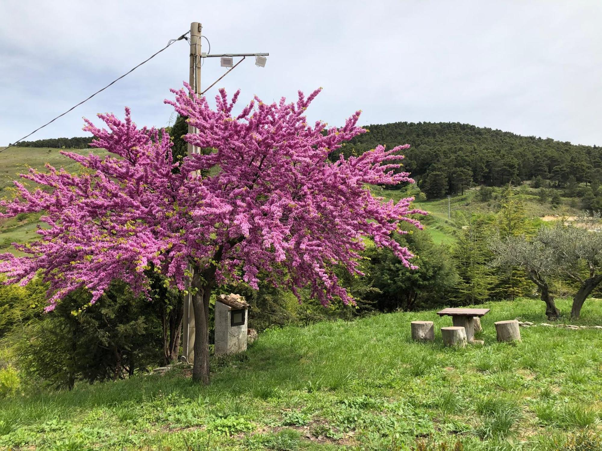 Agriturismo Serra Moneta Santo Stefano Quisquina Exteriör bild