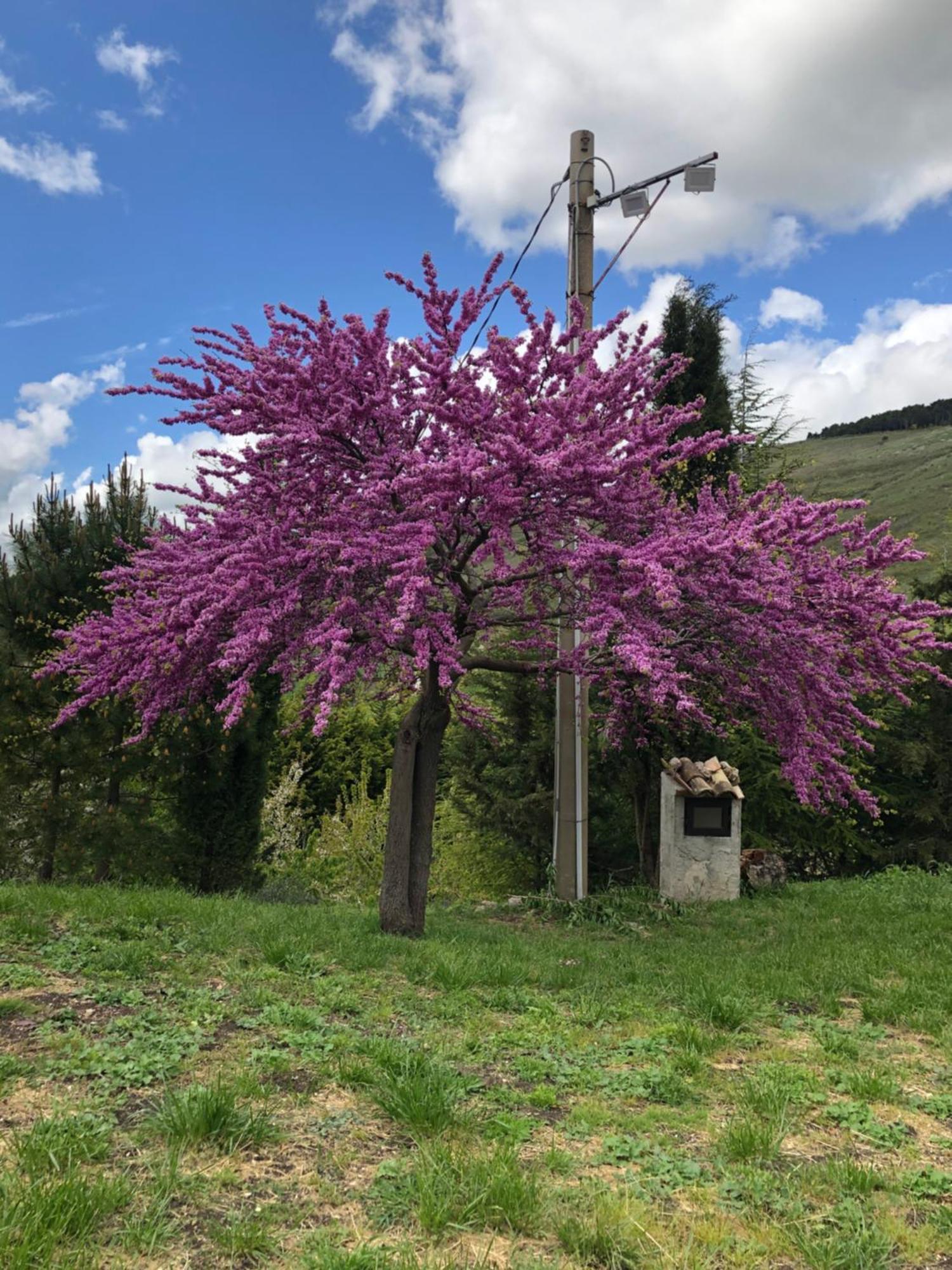 Agriturismo Serra Moneta Santo Stefano Quisquina Exteriör bild